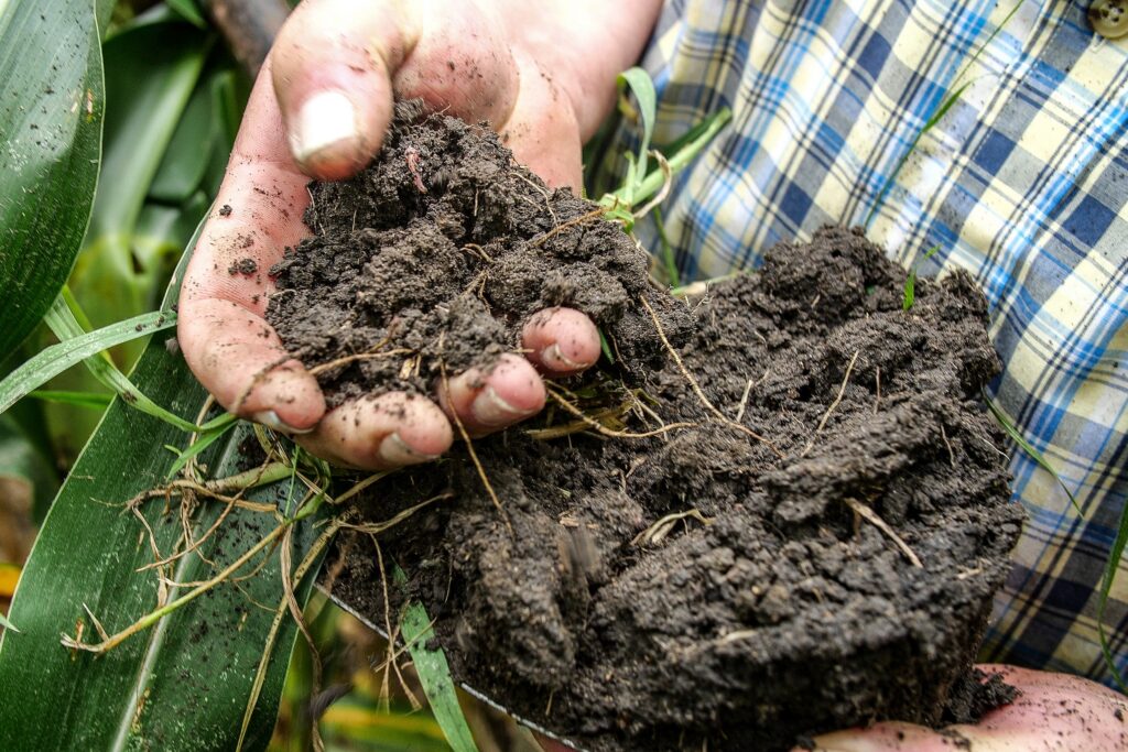 hand holding brown oil with plant life in it