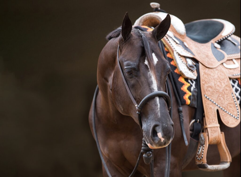 horse donning western style horseback riding equipment including a saddle and patterned pad