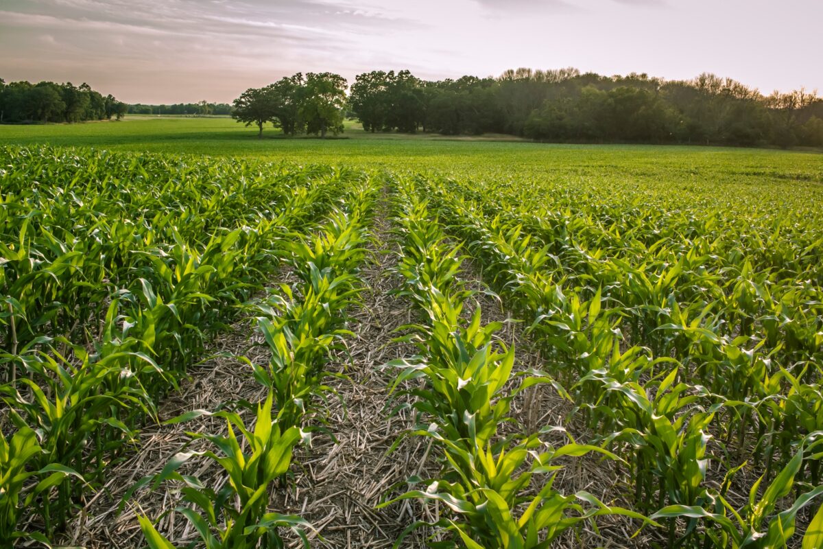 green rows of crops that were planted using zero tillage no till farming equipment and practices