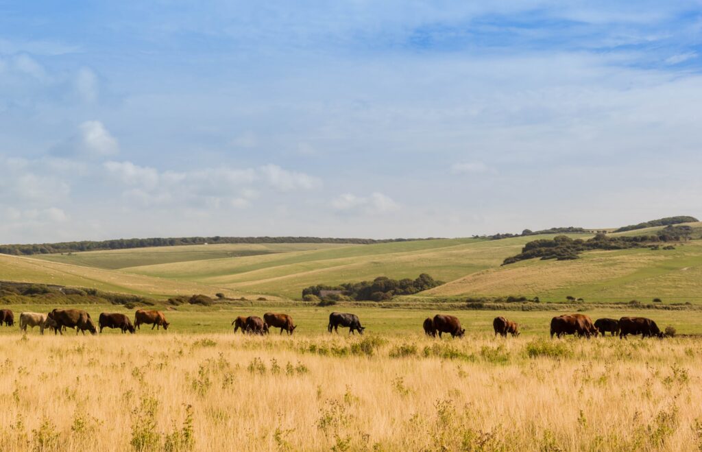 cattle roaming in open grass fields with rolling hills in the background