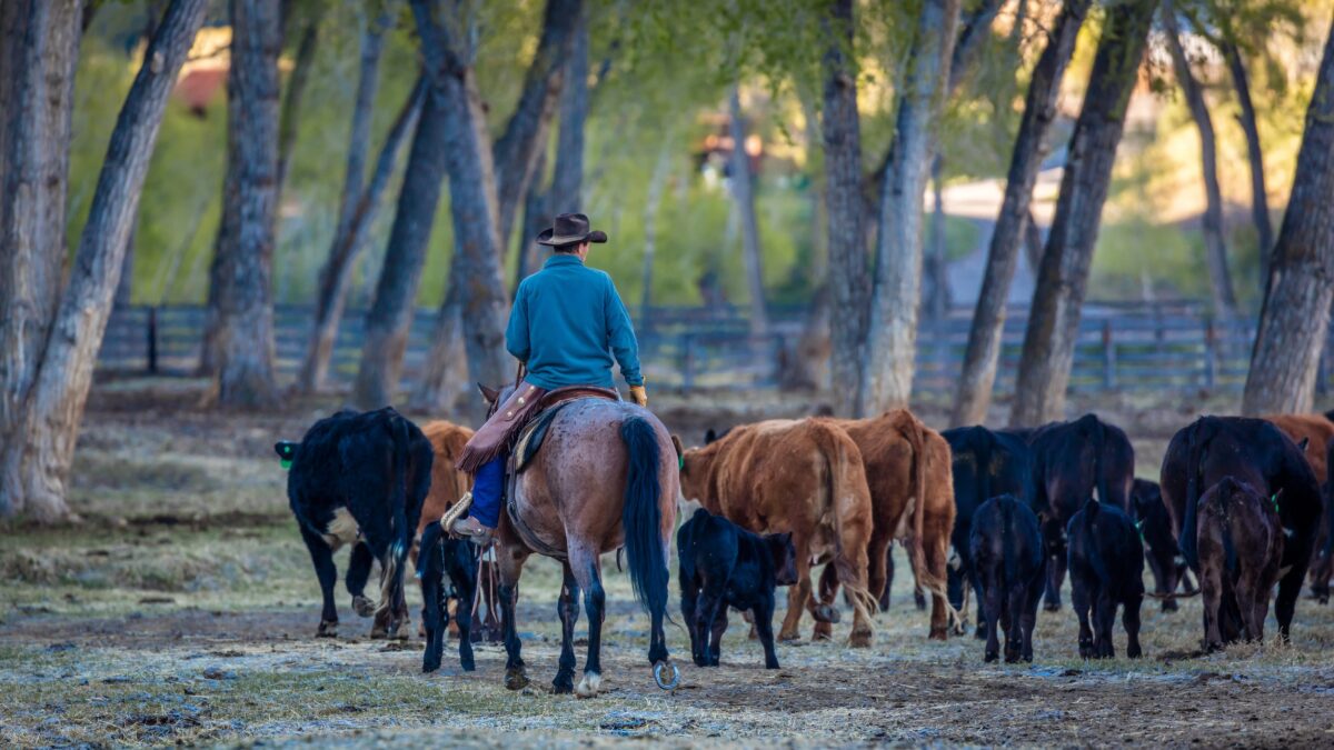 rancher riding a horse through a tree-shaded part of his ranch while guiding his herd of cattle