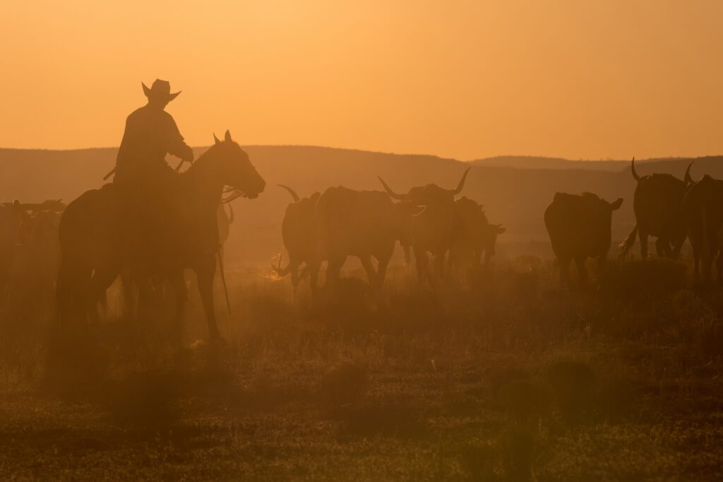 rancher riding his horse through a hazy orange area on his ranch as he herds his cattle through the property