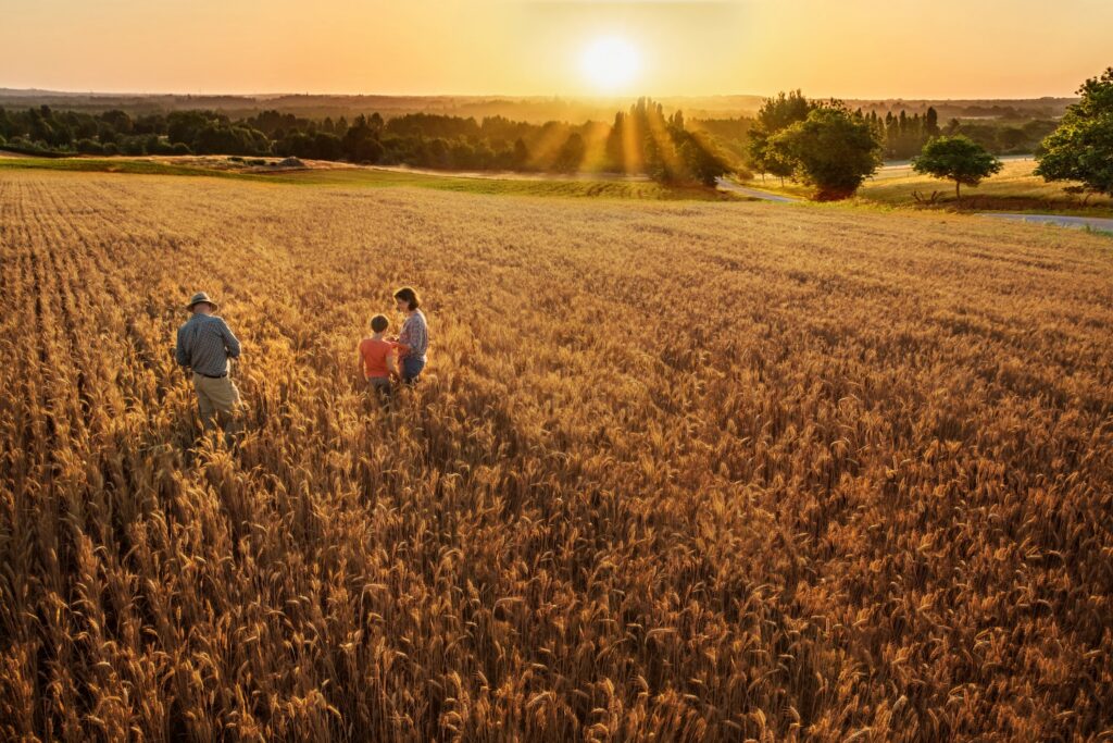 three people walking through fields of corn on a farm at sunset