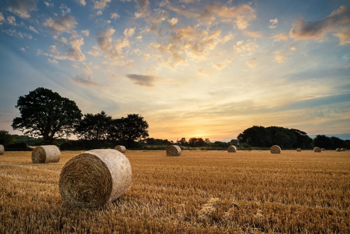 cylindrical bales of hay grown and harvested on a rural farming operation sitting on an open field at sunset