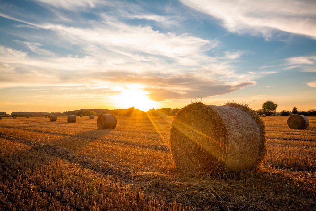 round hay pales sitting on a farm field at sunset during harvest season