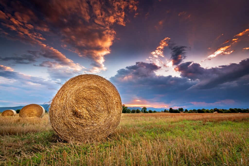 round hay bale sitting on a farming field at sunset with pink and purple clouds overhead
