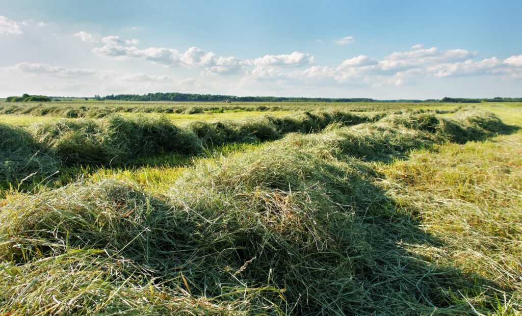 mowed grass being harvested for hay farming