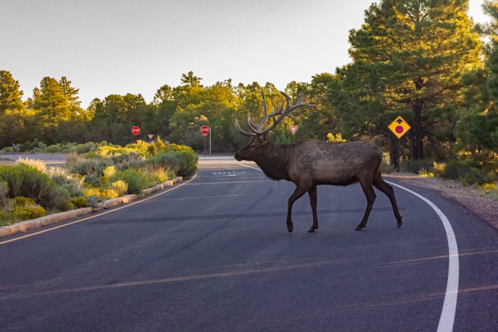 elk crossing a street in the US state of Arizona