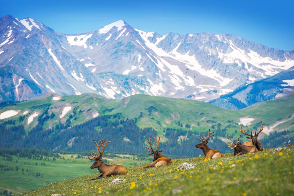 five elk sitting down on a hill in mountainous hunting grounds of the state of Colorado