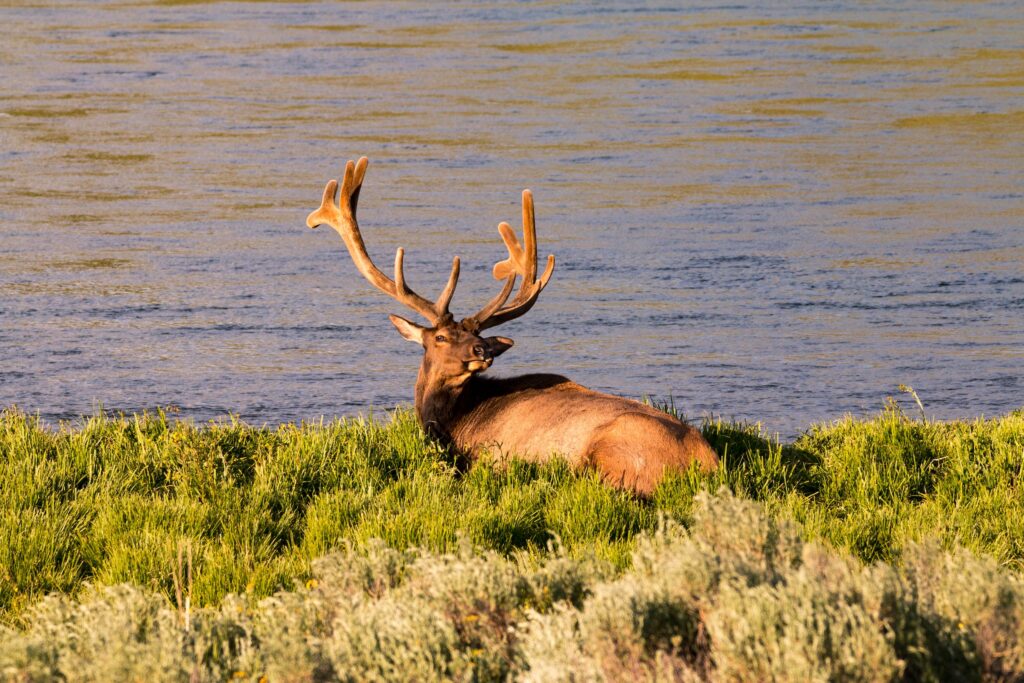 elk basking in the sun along a lakeshore in the state of Idaho