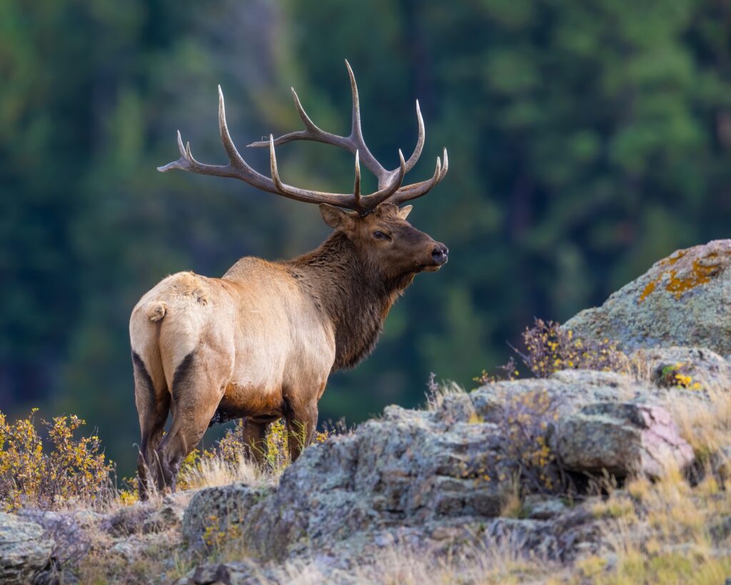 sole elk wandering up a rocky hillside with dense greenery in the background