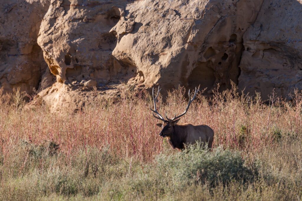 elk wandering through a meadow on hunting grounds in the US state of New Mexico