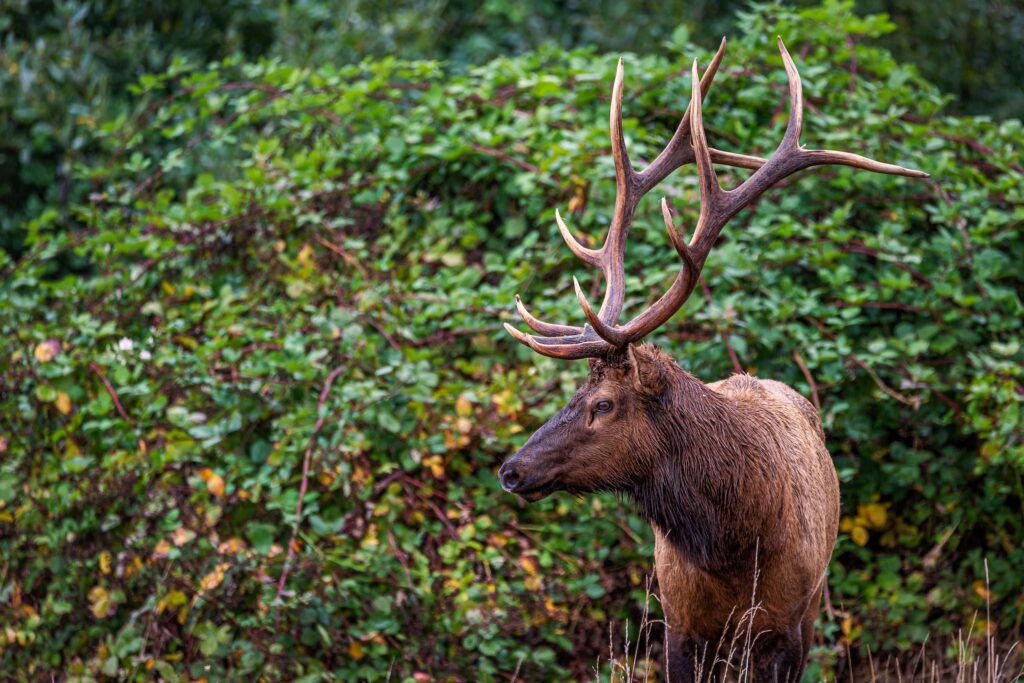 Roosevelt elk in the US state of Oregon wandering through a lush hunting ground