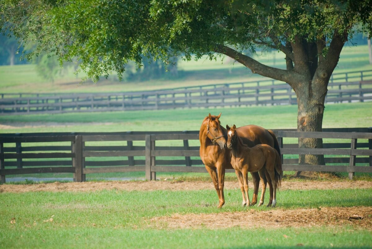 horses on a farm with a painted black wood rail fence at a premium cost