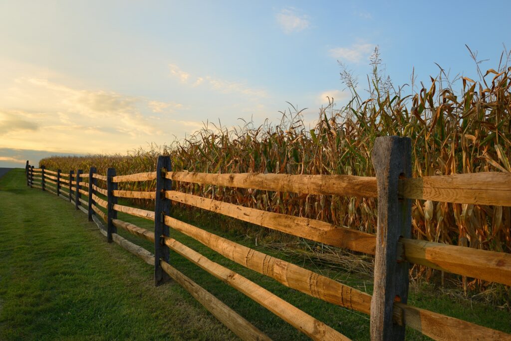 stalks of corn on a farm sitting behind a wood rail fence
