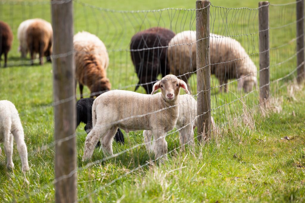 lambs behind a net wire fence installation on a farm