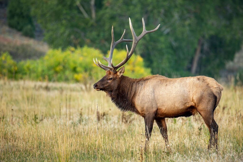 elk standing in an open field in a western state while bugling