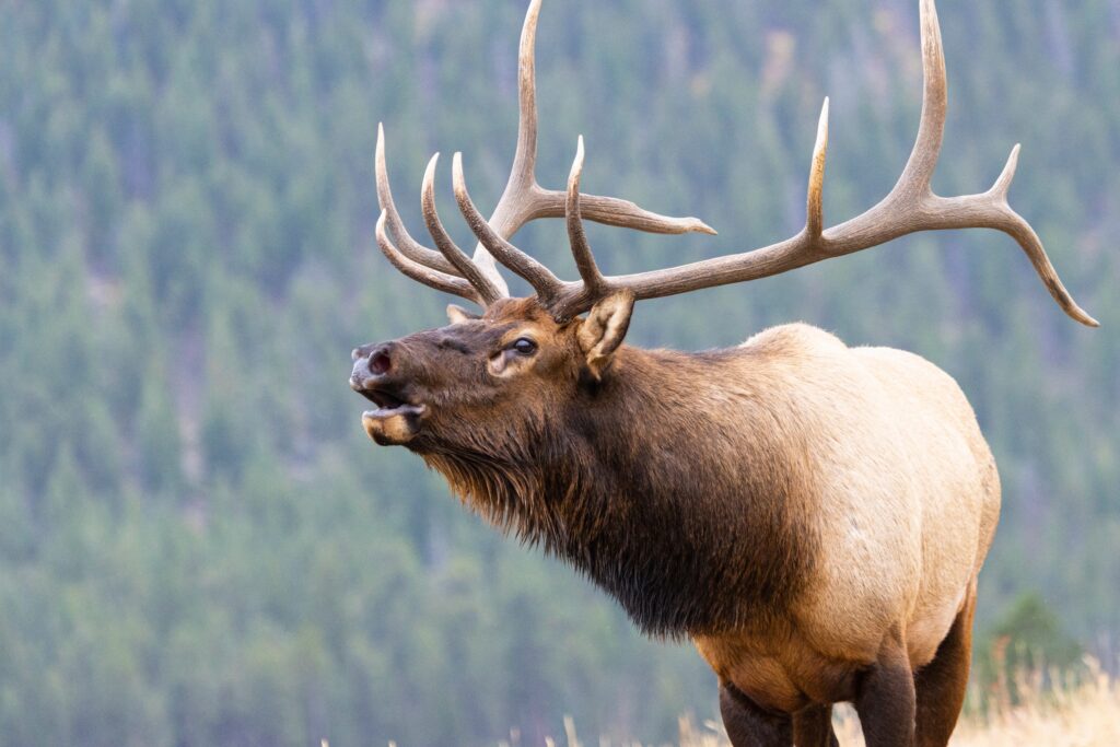 elk being hunted by a hunter in a US state in the Rocky Mountains bugling