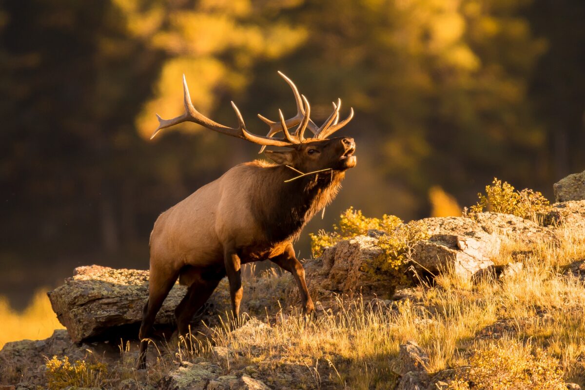 elk bugling while trekking up a rock on a mountainside in one of the best hunting states in the western US