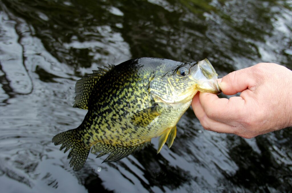 hand holding a black crappie fish over a dark body of lakewater