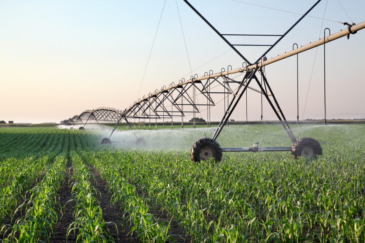 corn field rows of crop with a center pivot sprinkler agricultural irrigation system