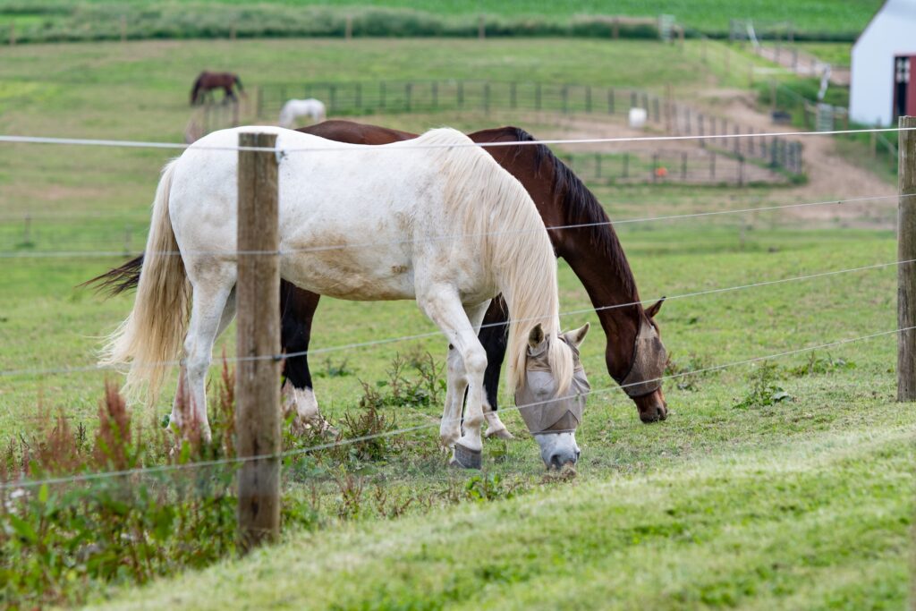 horses grazing on grass on a farm with a low cost barbed wire fence installed in the foreground