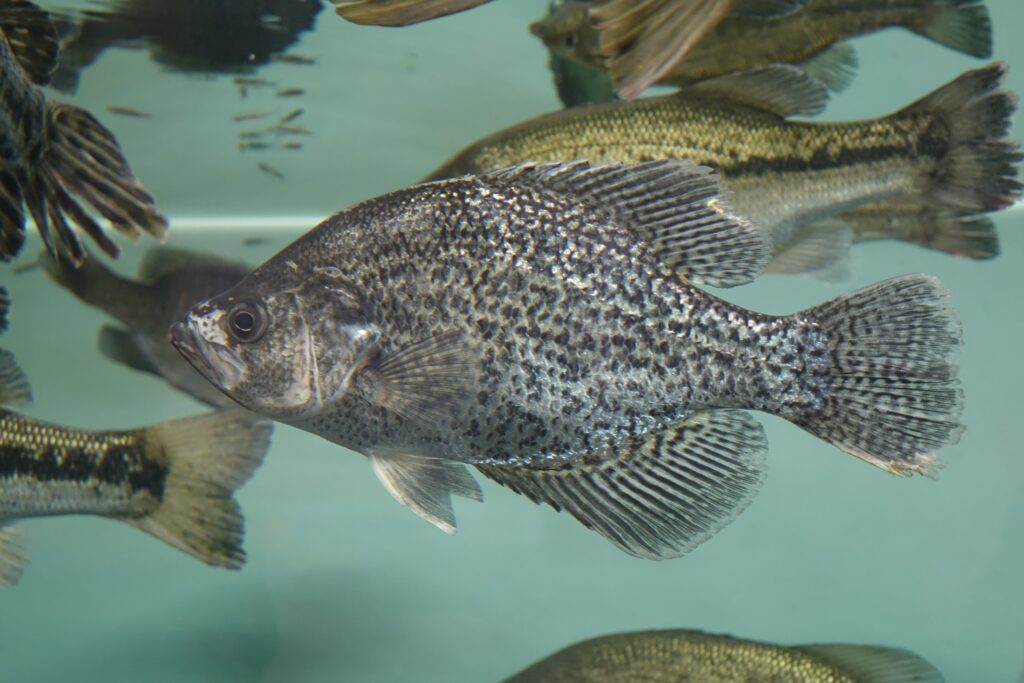 black crappie swimming in water with different types of fish