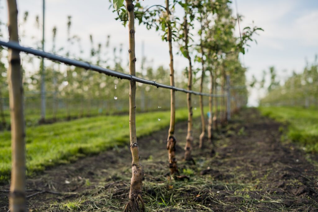 drip agricultural irrigation system attached to the trunks of a row of young apple trees