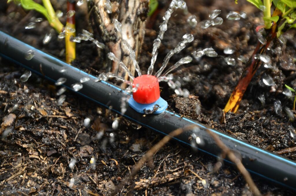 drip line sprinkling water onto the soil at the base of a few plants