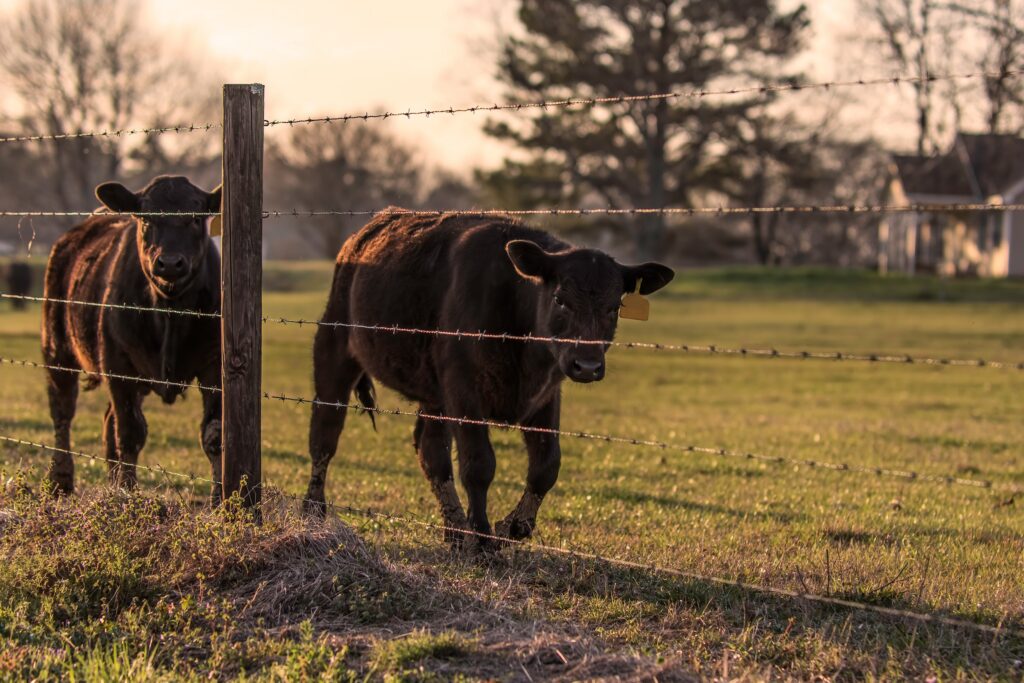 cows behind a moderate cost barbed wire fence installation on a ranch property