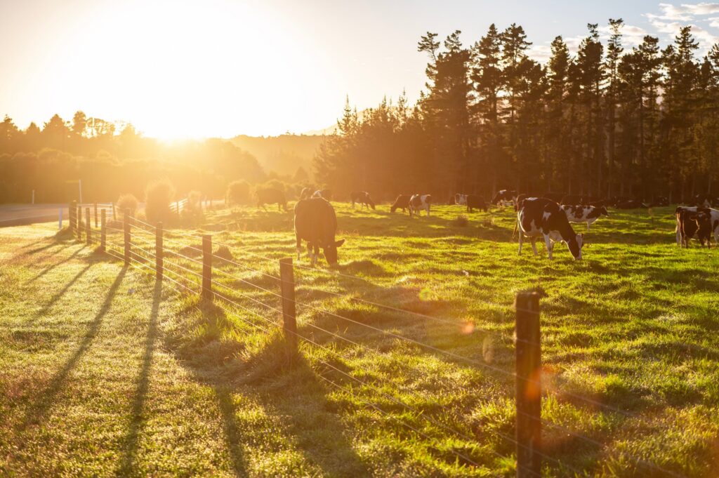 cattle in a field on a dairy farm behind barbed wire fencing