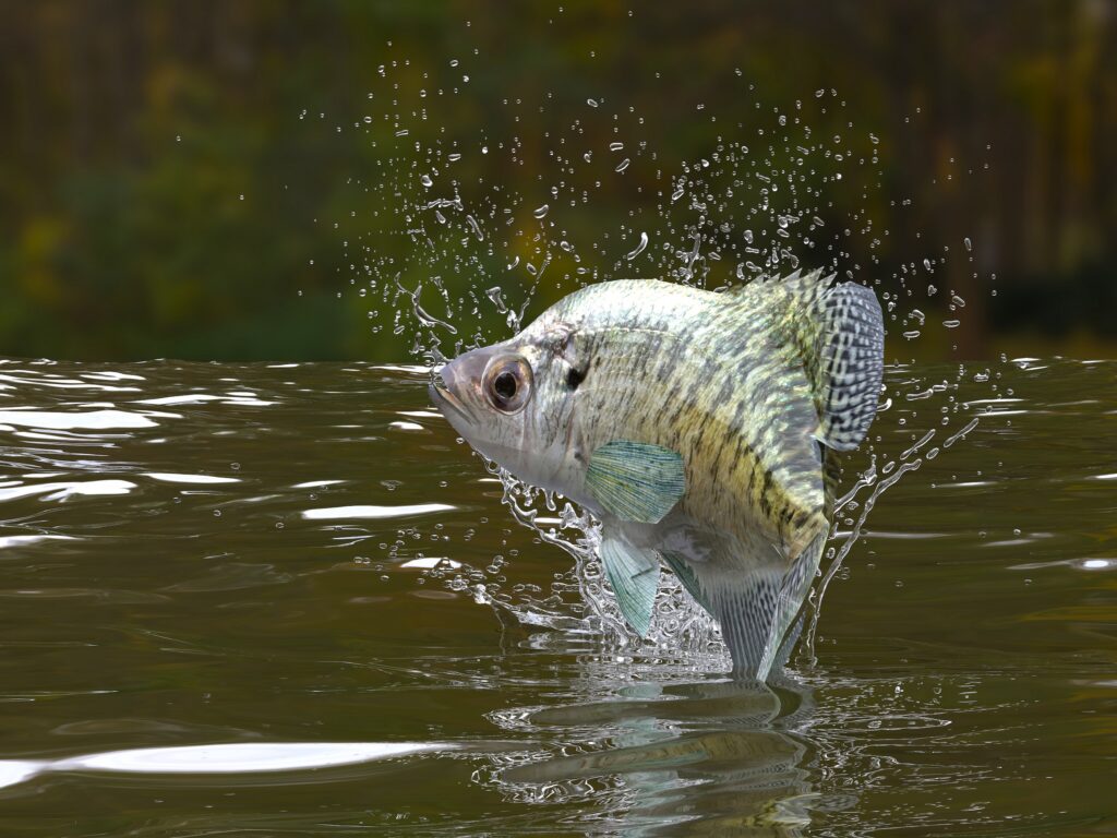 white crappie fish jumping up out of the water in a lake with water droplets surrounding its head