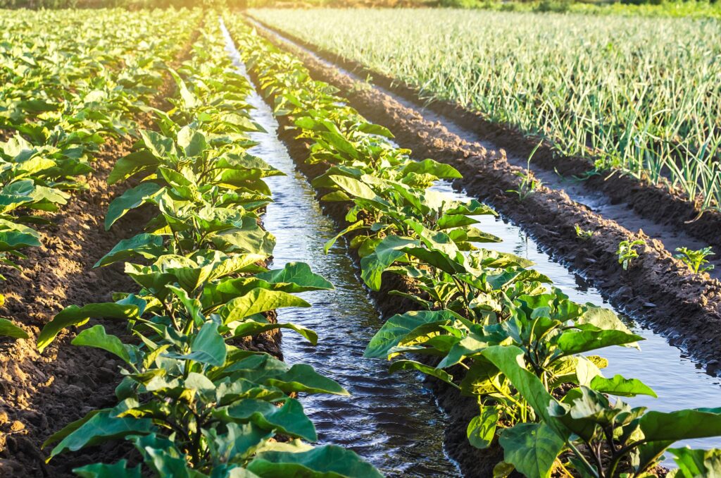furrow style agricultural irrigation systems on a field of leafy green row crops