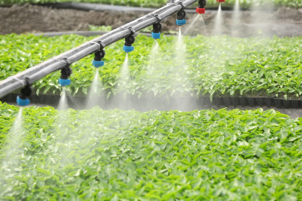 overhead sprinkler spraying water onto greenhouse plants