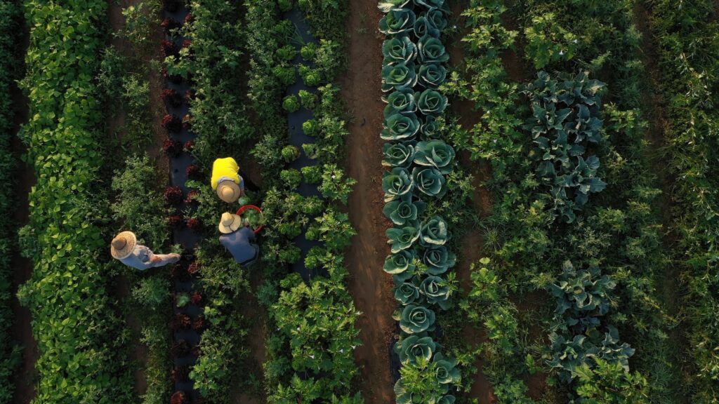 aerial view of three field workers picking crops from rows of leafy greens