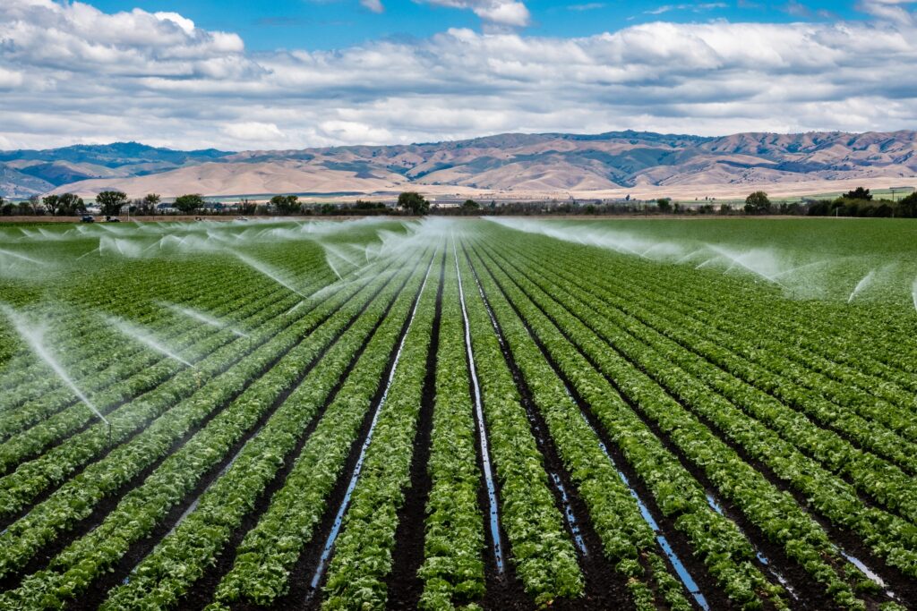 rows of lettuce crop in a wide open field being watered with a sprinkler agricultural irrigation system