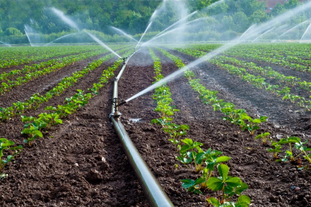 sprinkler based agricultural irrigation system watering rows of green leafy crops