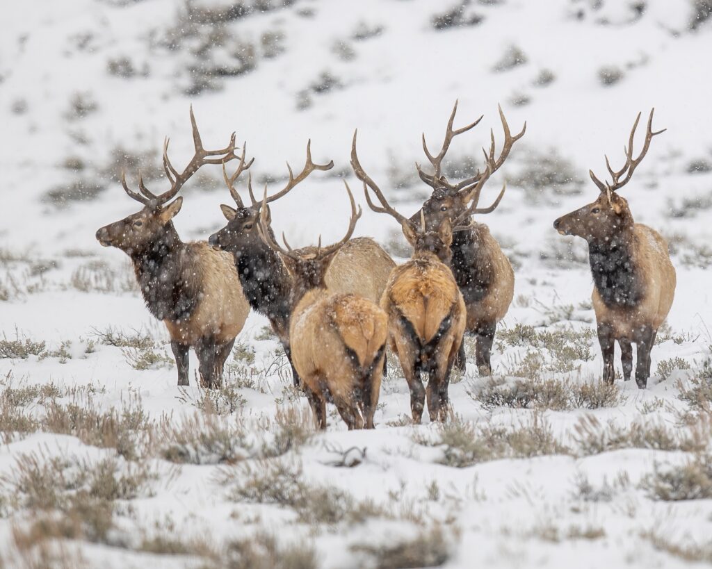 herd of elk on snowy hunting grounds in the state of Utah