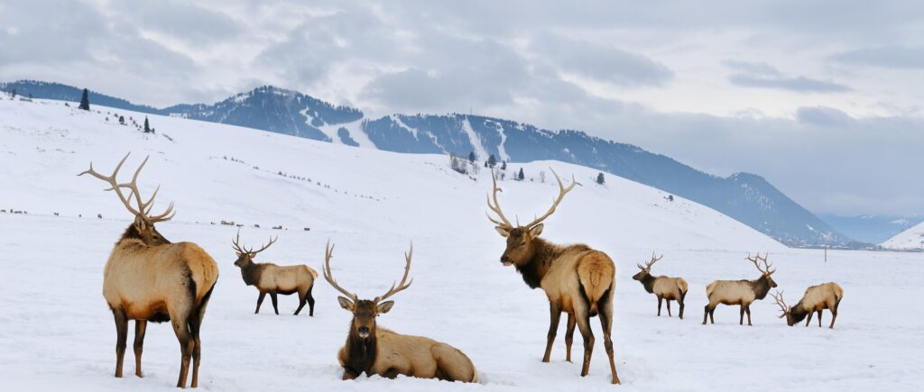herd of elk on snowy and mountainous hunting grounds in the state of Wyoming