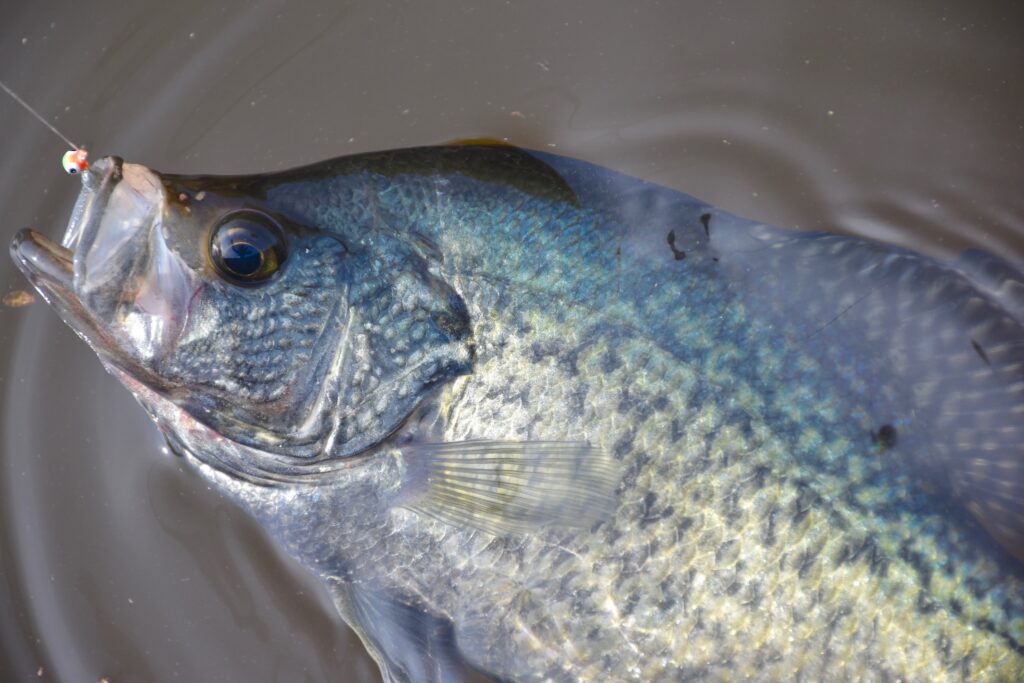 black crappie fish floating on the top of a lake with a fishing hook in its mouth