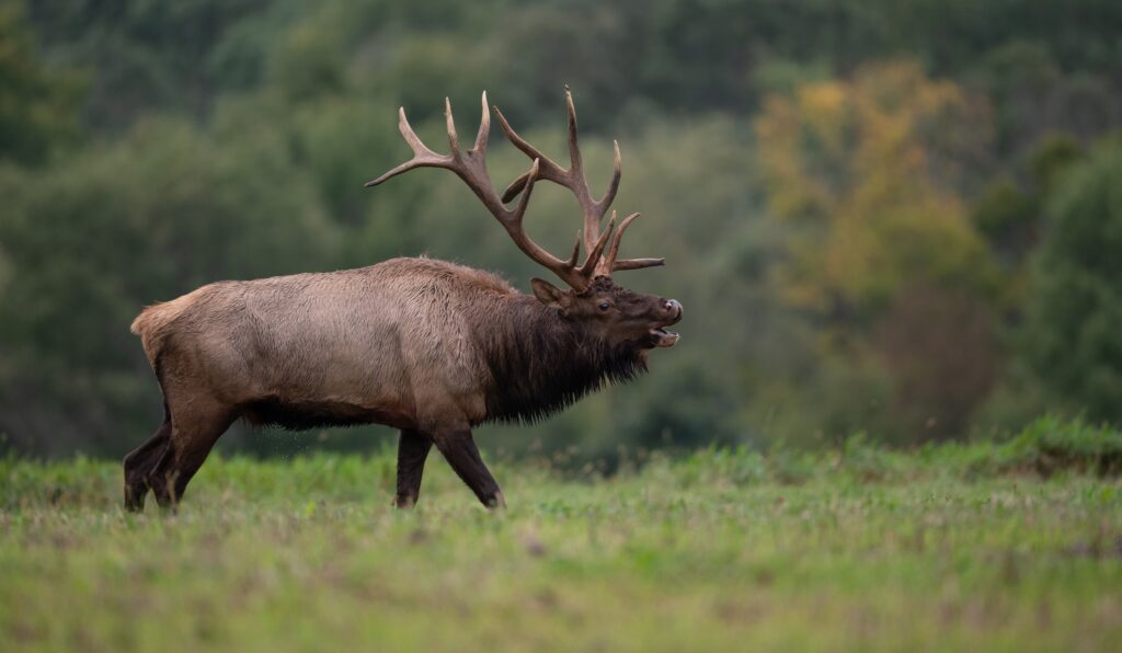 elk standing in an open field with greenery in the background