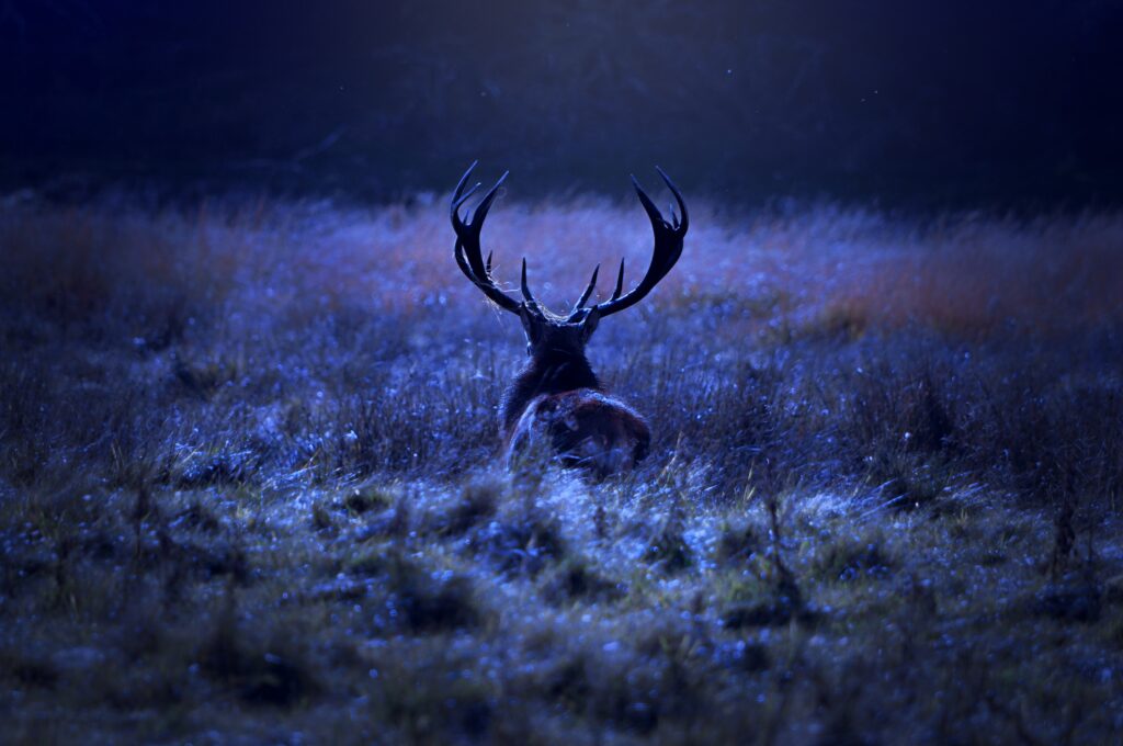 view of a deer walking away through a field while a full moon basks it in moonlight during the start of hunting season