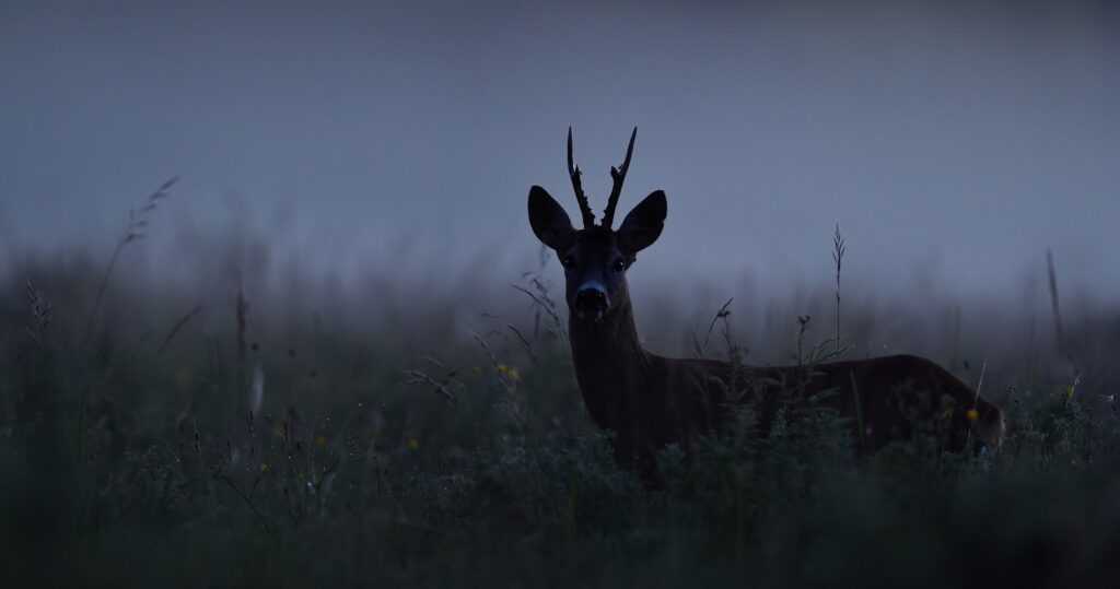roe deer during the new moon phase of the lunar cycle wandering through a foggy field