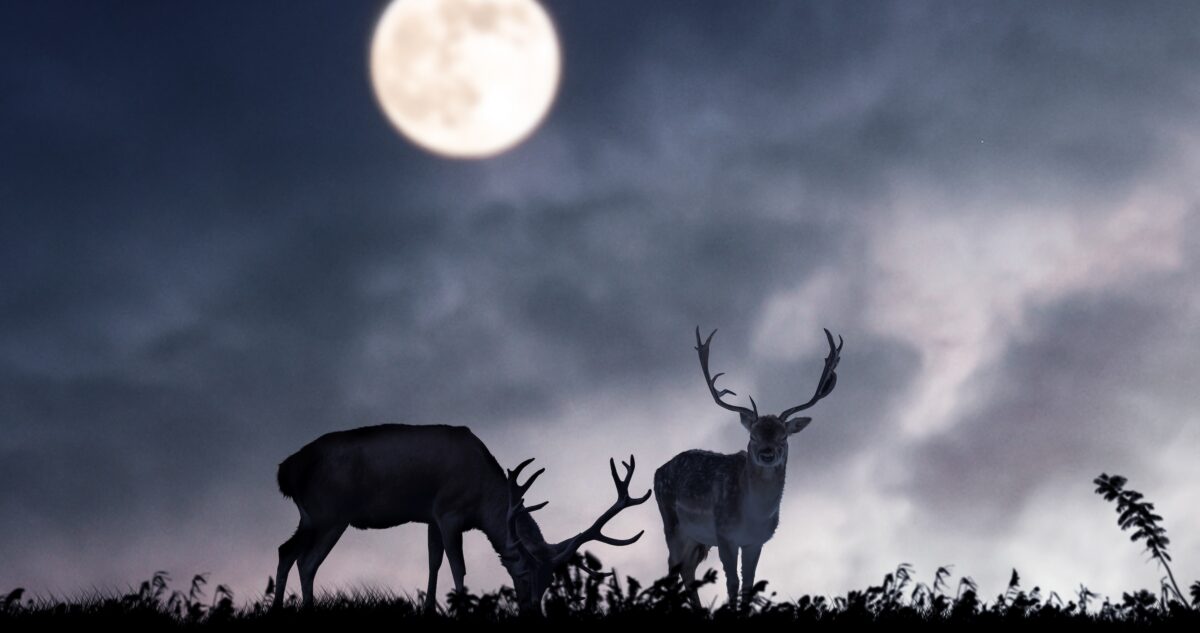 view of two deer seen during a hunting trip with the full moon phase up above in the sky
