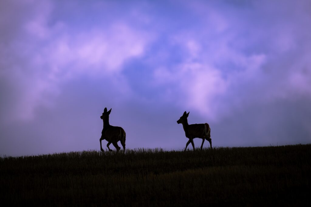 two white tailed deer moving through an open field