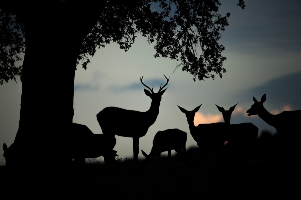 silhouettes of several deer standing under a tree during dawn