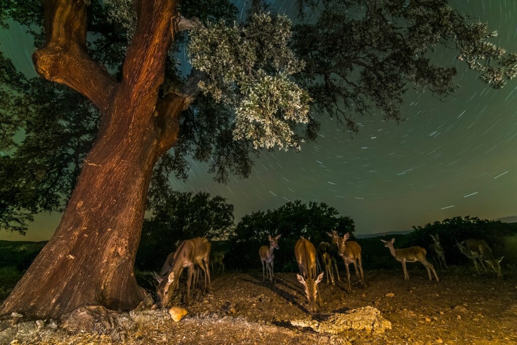deer hunting during a new moon phase where the stars are visible in the sky above