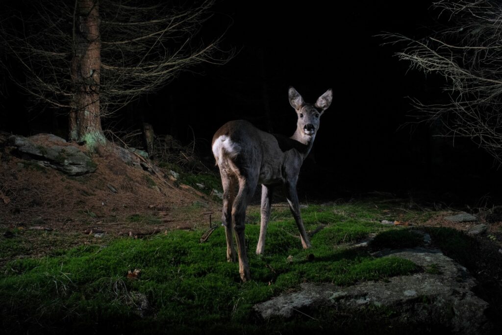 deer hunting a small deer during the new moon lunar phase cycle