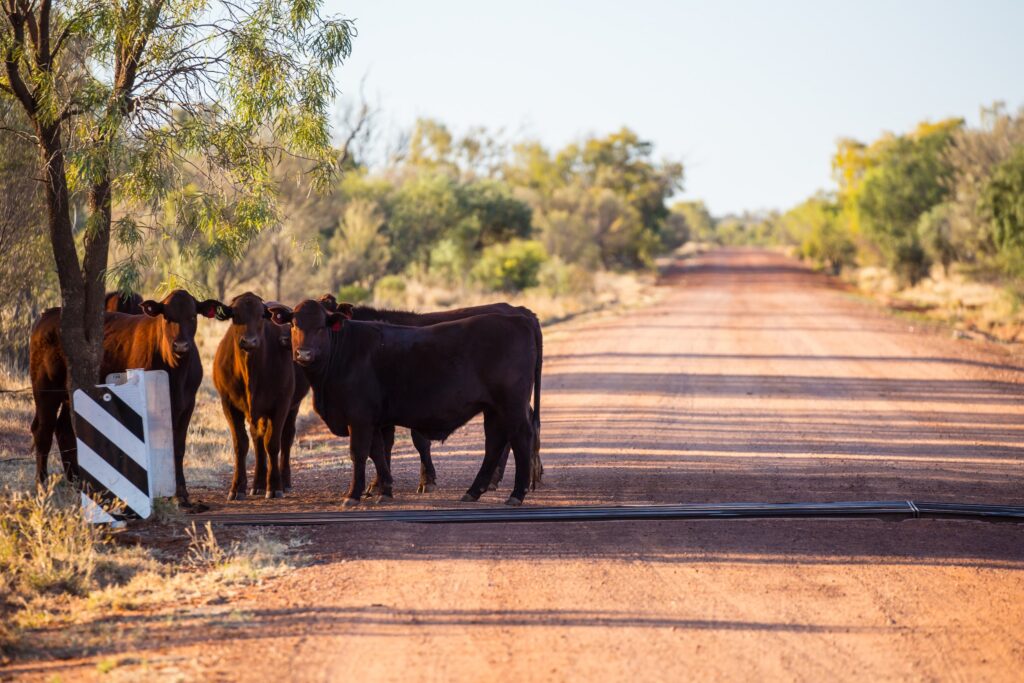 group of cows standing behind a cattle guard on a rural dirt road lined by trees