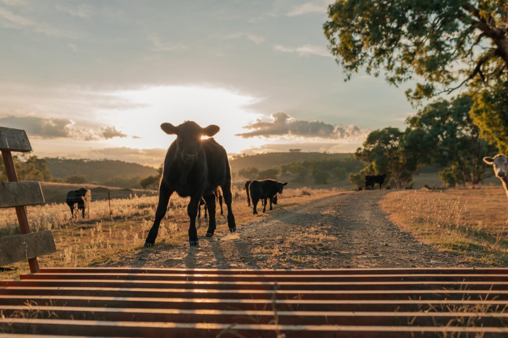 cow stopping at a cattle guard rather than crossing it